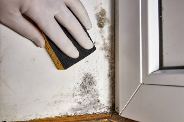 Best Biohazard Mold Removal  in Magnolia, NC